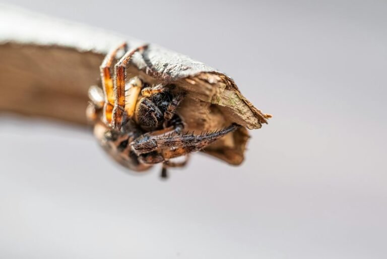 digital growth strategy initiative